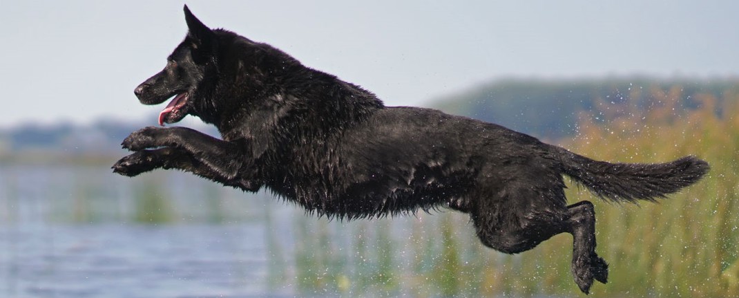 Impact Of A Poor Diet 1240X500