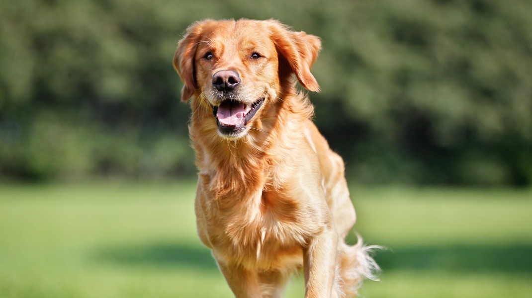 Nutrition Tips For Large Breed Dogs 2140X1200