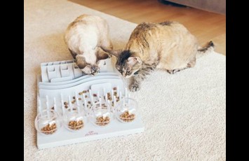 Cat Feeding Puzzle 500X400