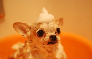 How To Get A Shiny Coat On Your Dog Black Hawk Small Image 4