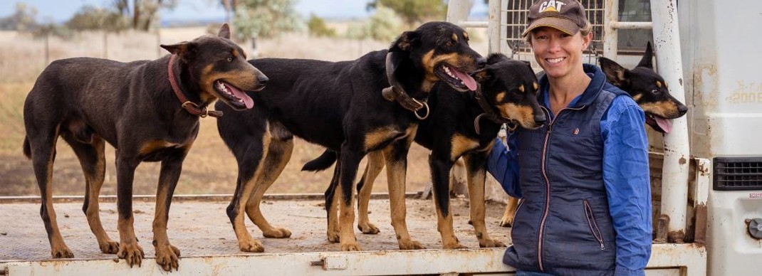 Keeping Working Kelpies In Tip Top Condition 1240X450