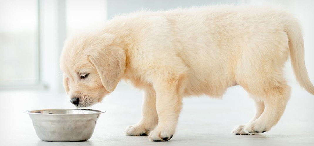Importance Of A Good Diet For Puppy Nutrition Black Hawk Header